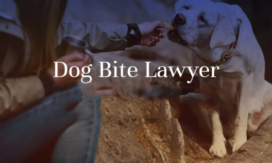 dog bite lawyer